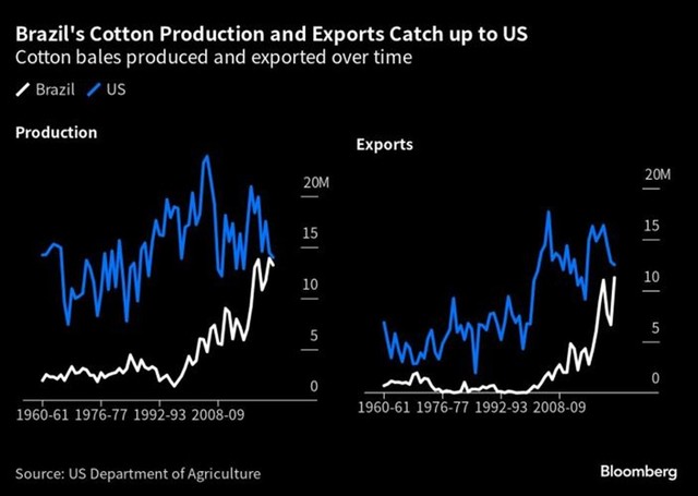 Sản xuất và xuất khẩu bông của Mỹ và Brazil