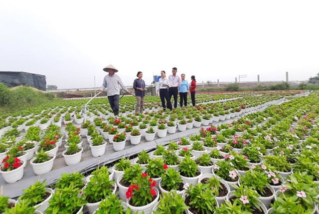 Gia đình chị Nguyễn Thị Thu Hà ở ấp 3, xã Bình Chánh, huyện Bình Chánh (TP Hồ Chí Minh) vay 100 triệu đồng từ chương trình hỗ trợ tạo việc làm của NHCSXH để trồng hoa phục vụ dịp Tết Nguyên đán Giáp Thìn 2024