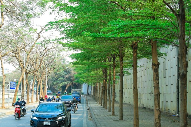 Hàng cây bàng lá nhỏ dọc sông Tô Lịch đoạn đường Bưởi, một trong những loại cây nhập khẩu đã bị nâng khống giá trong vụ án sắp xét xử của ông Nguyễn Đức Chung.