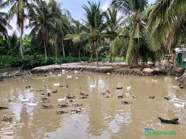 Nông dân nuôi vịt biển ở huyện Cầu Ngang (tỉnh Trà Vinh) để thích ứng với nạn xâm nhập mặn vùng đồng bằng sông Cửu Long (Ảnh: M.Minh)
