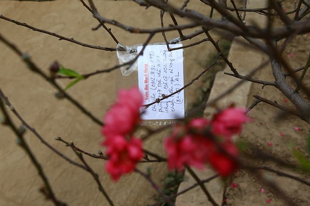 Người trồng đào lo mất Tết vì “mùa Đông không lạnh“ ảnh 9