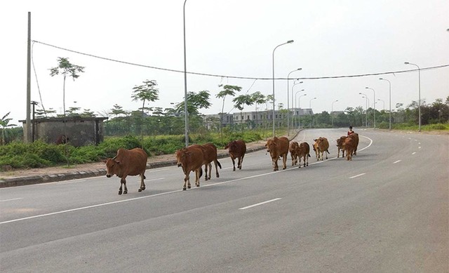 Hình ảnh hoang tàn của "siêu đô thị" Mê Linh ảnh 3 Hình ảnh hoang tàn của "siêu đô thị" Mê Linh ảnh 3