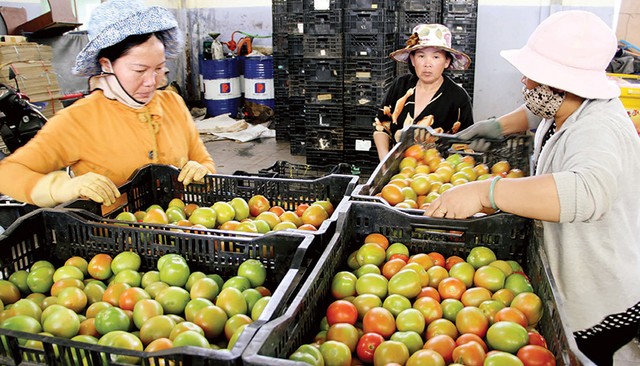 Anh Đào Co-op và hành trình làm rau tử tế ảnh 1