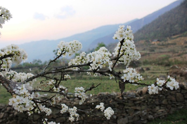 Y Tý - Mùa săn mây ảnh 1