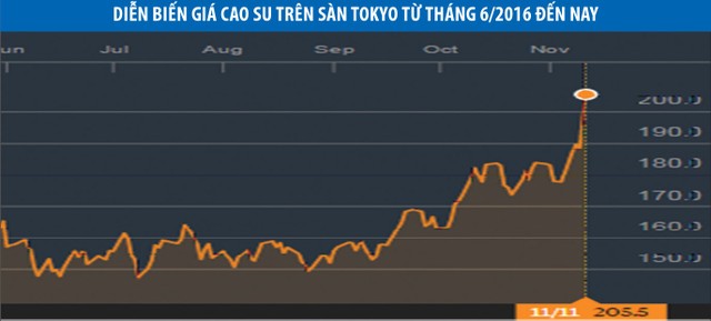 Cổ phiếu “họ” cao su đang nóng trở lại ảnh 1