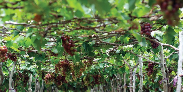 Cung đường nỗi nhớ ảnh 4