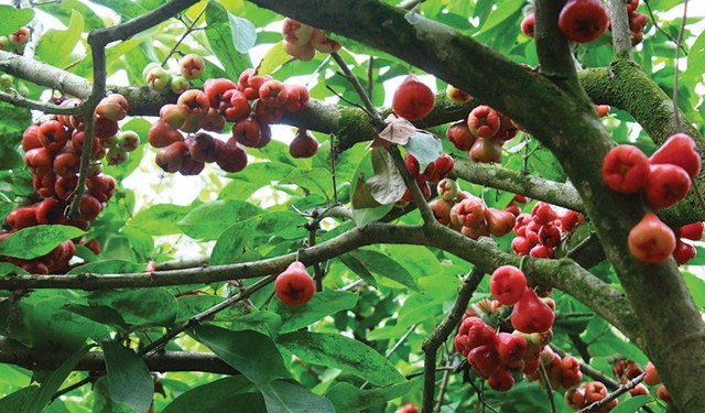 Du Xuân trên hành trình sông nước miền Tây ảnh 2