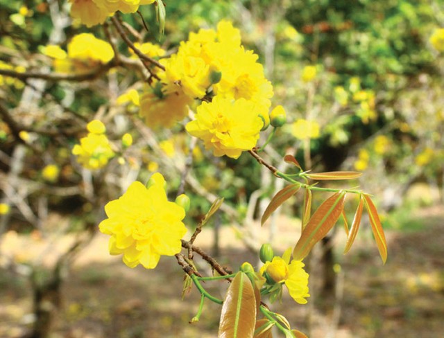 Du Xuân trên hành trình sông nước miền Tây ảnh 3