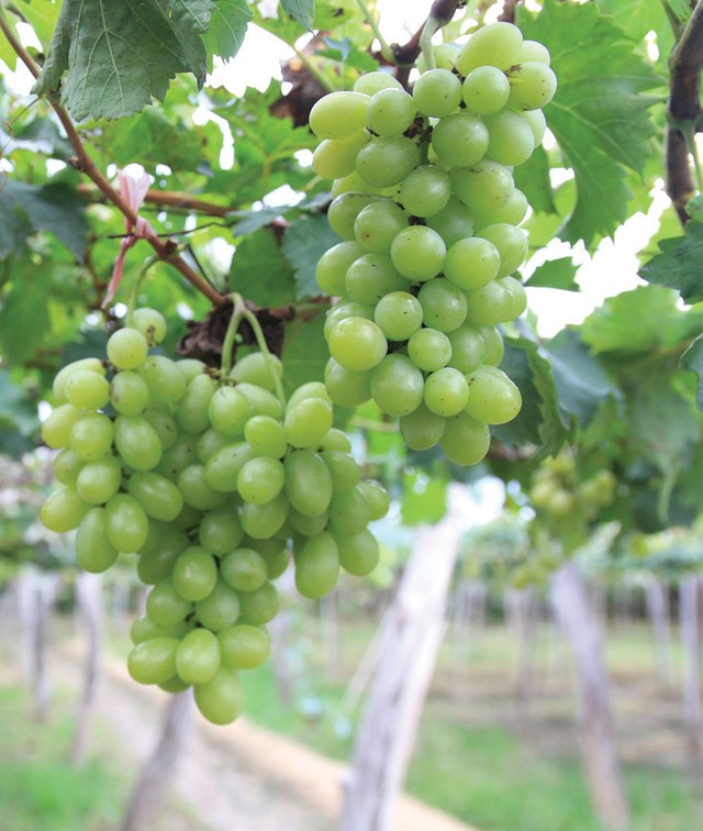 “Chơi” với nắng gió Phan Rang ảnh 3