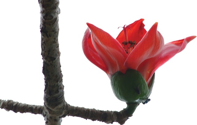 Nhớ mùa hoa gạo ảnh 1