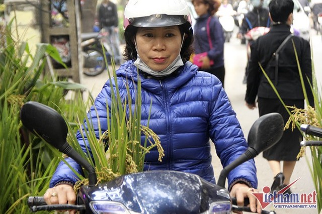 Dân phố trồng ngô, lúa giữa nhà làm cây cảnh chơi Tết ảnh 10