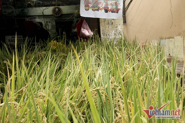 Dân phố trồng ngô, lúa giữa nhà làm cây cảnh chơi Tết ảnh 2