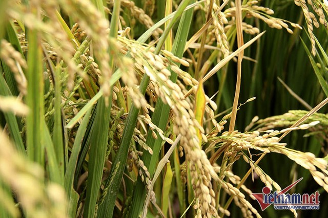 Dân phố trồng ngô, lúa giữa nhà làm cây cảnh chơi Tết ảnh 3