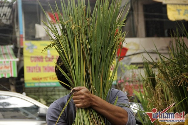Dân phố trồng ngô, lúa giữa nhà làm cây cảnh chơi Tết ảnh 5