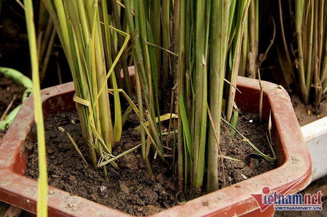 Dân phố trồng ngô, lúa giữa nhà làm cây cảnh chơi Tết ảnh 6