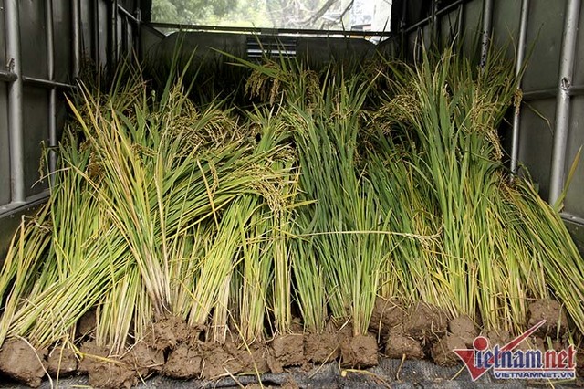 Dân phố trồng ngô, lúa giữa nhà làm cây cảnh chơi Tết ảnh 7