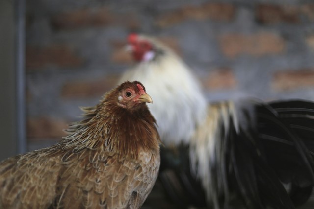 Hình ảnh người dân Châu Á náo nức chuẩn bị đón Tết Đinh Dậu ảnh 1