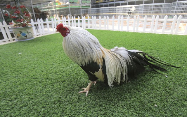 Hình ảnh người dân Châu Á náo nức chuẩn bị đón Tết Đinh Dậu ảnh 2