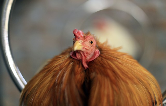 Hình ảnh người dân Châu Á náo nức chuẩn bị đón Tết Đinh Dậu ảnh 3