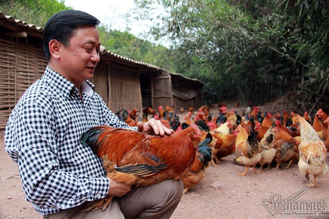 Độc đáo vua gà có râu, có mũ ở đất Quảng Ninh ảnh 1