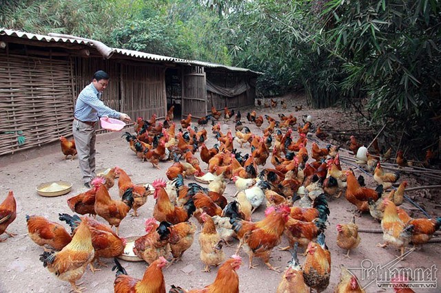 Độc đáo vua gà có râu, có mũ ở đất Quảng Ninh ảnh 6