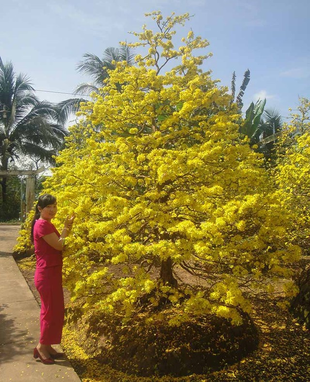 Ngắm vẻ đẹp “hút mắt” của làng mai tiền tỉ ngày đầu năm ảnh 1