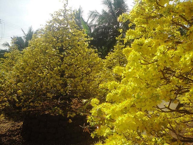 Ngắm vẻ đẹp “hút mắt” của làng mai tiền tỉ ngày đầu năm ảnh 2