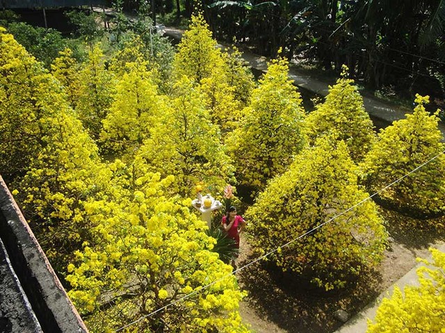 Ngắm vẻ đẹp “hút mắt” của làng mai tiền tỉ ngày đầu năm ảnh 3