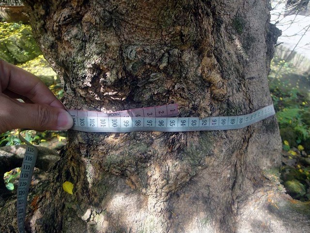 Ngắm vẻ đẹp “hút mắt” của làng mai tiền tỉ ngày đầu năm ảnh 4