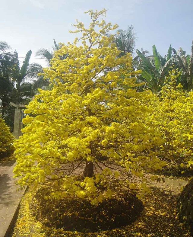 Ngắm vẻ đẹp “hút mắt” của làng mai tiền tỉ ngày đầu năm ảnh 6