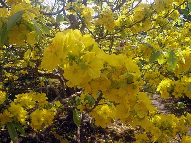 Ngắm vẻ đẹp “hút mắt” của làng mai tiền tỉ ngày đầu năm ảnh 7