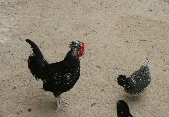 “Dị nhân” bỏ 10 năm qua 18 quốc gia…tầm gà ảnh 2