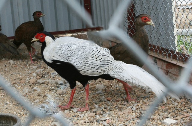 “Dị nhân” bỏ 10 năm qua 18 quốc gia…tầm gà ảnh 3