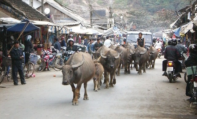 Mường Lay - thị xã bên sông ảnh 1