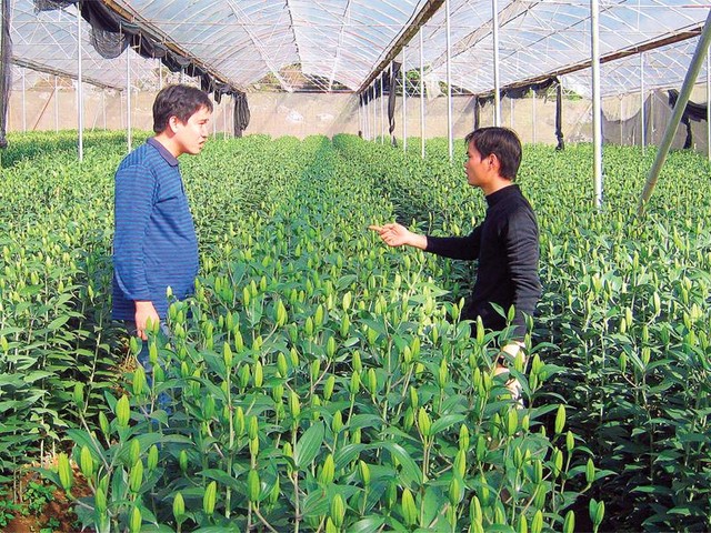 Nông nghiệp công nghệ cao, nghe nói thế chứ biết “rau nào là sạch, là bẩn“ ảnh 1