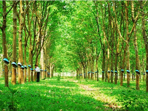 Giá nguyên liệu tăng, doanh nghiệp săm lốp chịu thiệt ảnh 1