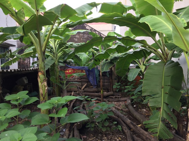 Đất thổ cư phía Đông Hà Nội “lên cơn sốt” sau tin xây 4 cây cầu tỷ USD ảnh 1