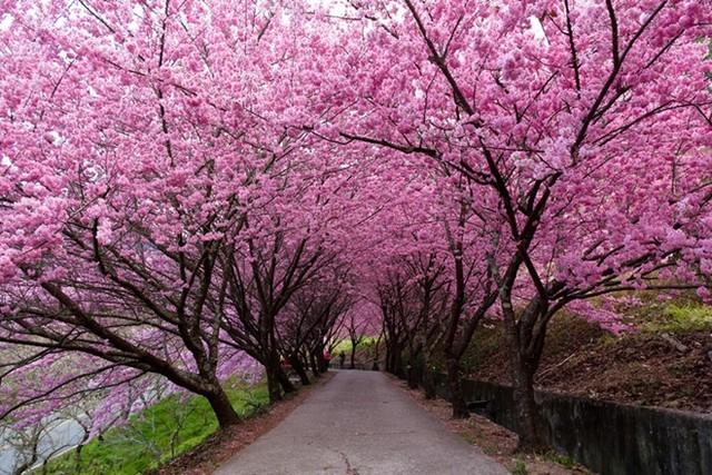 Những điểm ngắm hoa anh đào hot nhất ở Đài Loan năm 2018 ảnh 5