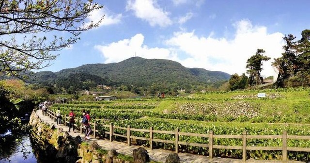 Những điểm ngắm hoa anh đào hot nhất ở Đài Loan năm 2018 ảnh 6