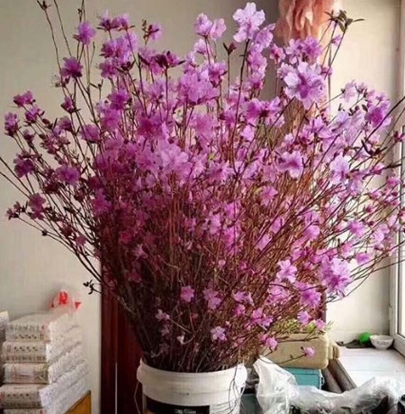 5 loại hoa mới được nhiều gia đình tìm mua dịp cuối năm ảnh 2