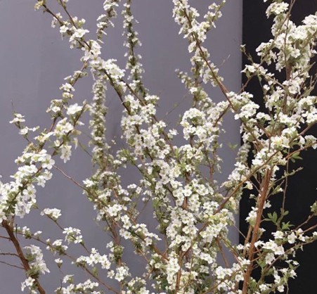 5 loại hoa mới được nhiều gia đình tìm mua dịp cuối năm ảnh 3