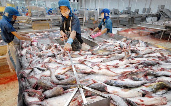 Giá cá tra tăng, doanh nghiệp cá tra kỳ vọng thắng lớn ảnh 1