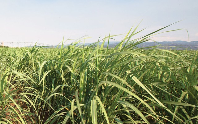 Cơ hội nào cho ngành mía đường Việt Nam? ảnh 1