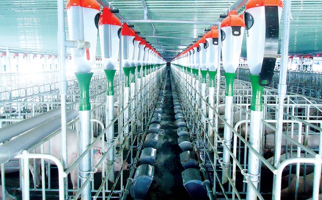 Khủng hoảng thịt lợn và “gót chân Achiles” của ngành nông nghiệp Việt - Bài 2 ảnh 1
