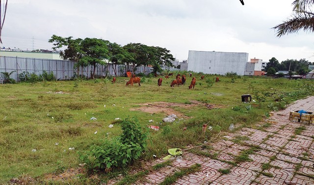 Giải mã cơn sốt giá đất nền khu Đông TP.HCM ảnh 1