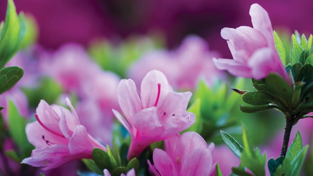 Bóng cây ngang trời ảnh 2