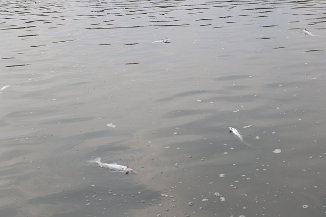 Bến Tre: Sầu riêng, cá tra điêu đứng vì hạn mặn ảnh 1