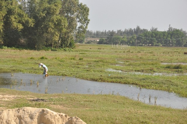 Quảng Nam bổ sung 18 danh mục dự án thu hồi đất và chuyển mục đích sử dụng đất lúa ảnh 1