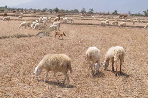 Ninh Thuận: Hơn 7.800 ha đất canh tác phải ngừng sản xuất do nắng hạn ảnh 1