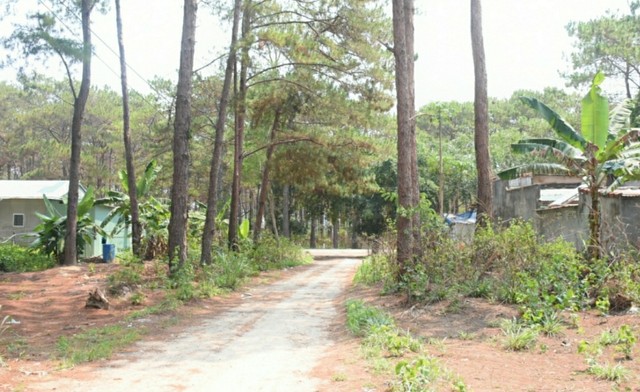 Gia Lai: Chủ tịch huyện ký, cấp sổ đỏ trên đất lâm nghiệp ảnh 1